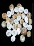 Gomati Chakra Mini