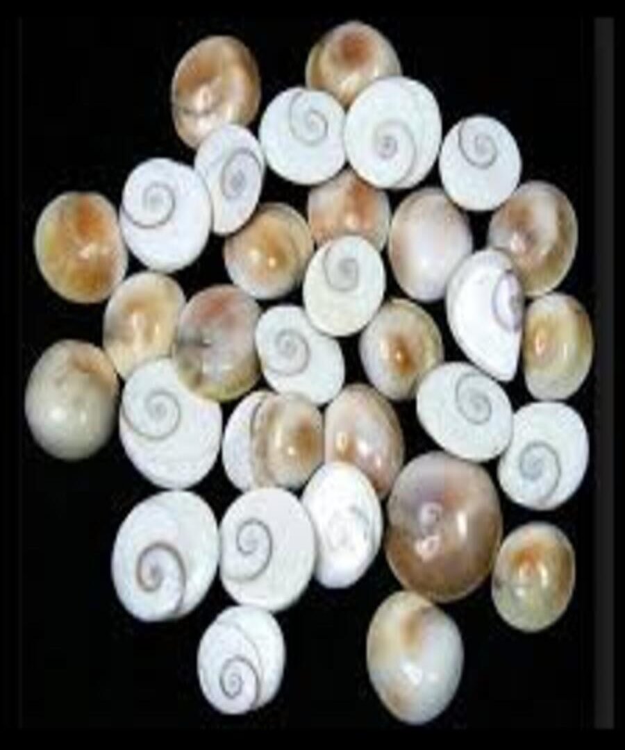 Gomati Chakra Mini 250 gm