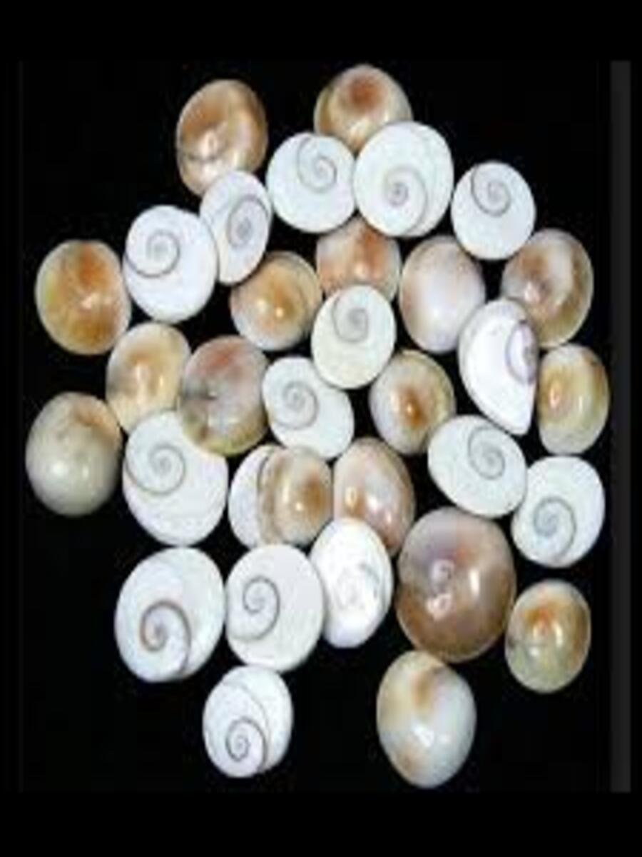 Gomati Chakra Mini