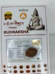 2 MUKHI RUDRAKSH NEPALI CERTIFIED