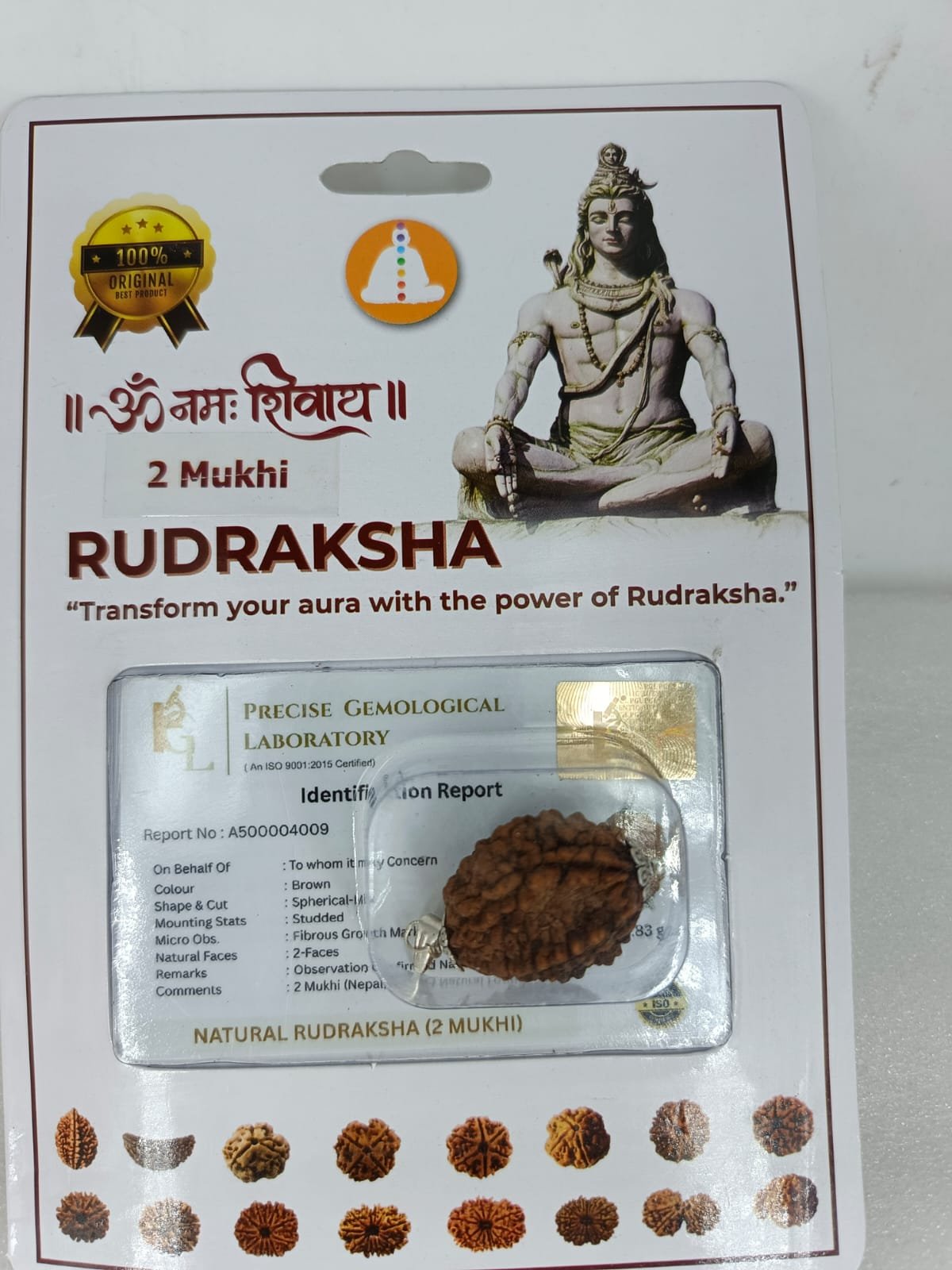 2 MUKHI RUDRAKSH NEPALI CERTIFIED