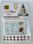 SSV Certified 4 Mukhi Nepali Rudraksh