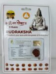 SSV 5 MUKHI RUDRAKSH NEPALI CERTIFIED