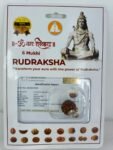 SSV 6 MUKHI RUDRAKSH NEPALI CERTIFIED