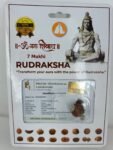 SSV 7 MUKHI RUDRAKSH NEPALI CERTIFIED